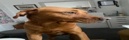 Labrador Retriever dogs for stud: Fox Red Labrador Available for Stud.  - Advert 8