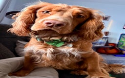 Sprocker dogs for sale: Sprocker puppies - Image 9