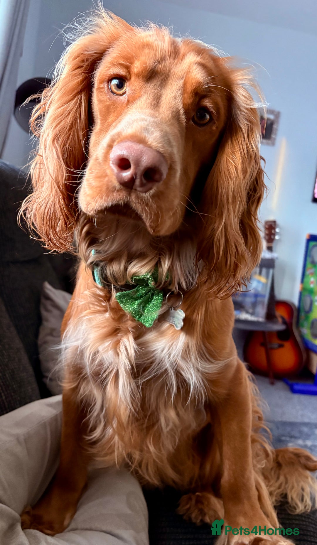Sprocker dogs for sale: Sprocker puppies - Image 9