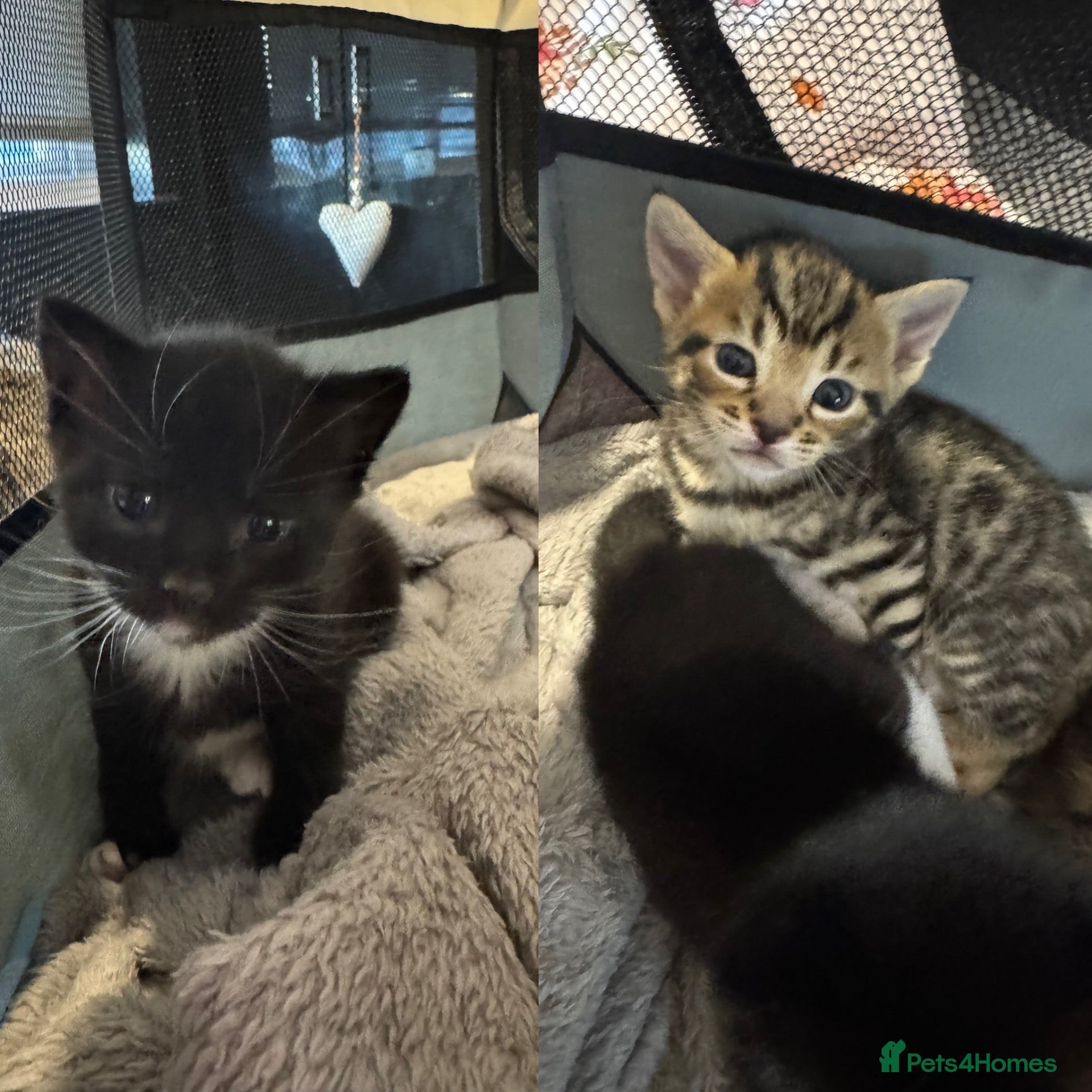 Mixed Breed cats Bengal X tabby -  Kittens 4 available  - Advert 18