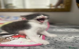 Mixed Breed cats for sale: Mix maine cone kittens  - Image 18