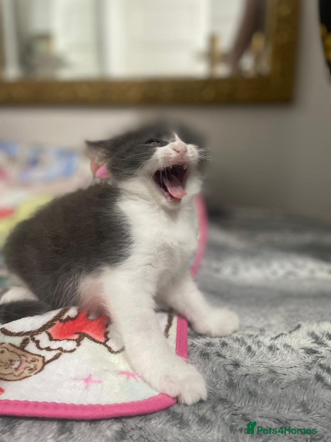 Mixed Breed cats for sale: Mix maine cone kittens  - Image 18