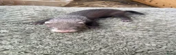 Ferret rodents for sale: 9 ferret kits - Advert 10