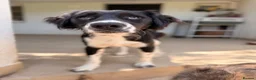 Mixed Breed dogs for adoption: Noddy – Gentle Medium-Sized Boy - Advert 3