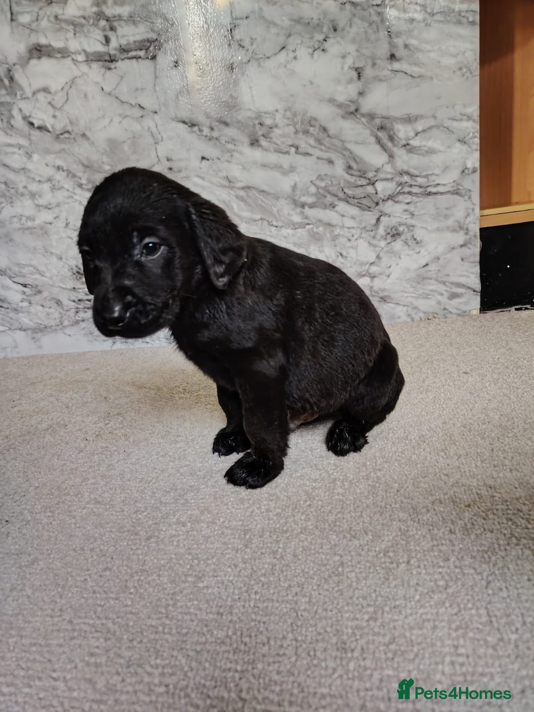 Labrador Retriever dogs for sale: Labrador puppies  - Advert 6