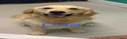 Golden Retriever dogs for sale: Golden retriever puppy’s - Advert 3