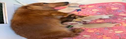 Miniature Dachshund dogs for sale: KC Registered Cream Miniature Dachshund Puppies🐶 - Advert 2