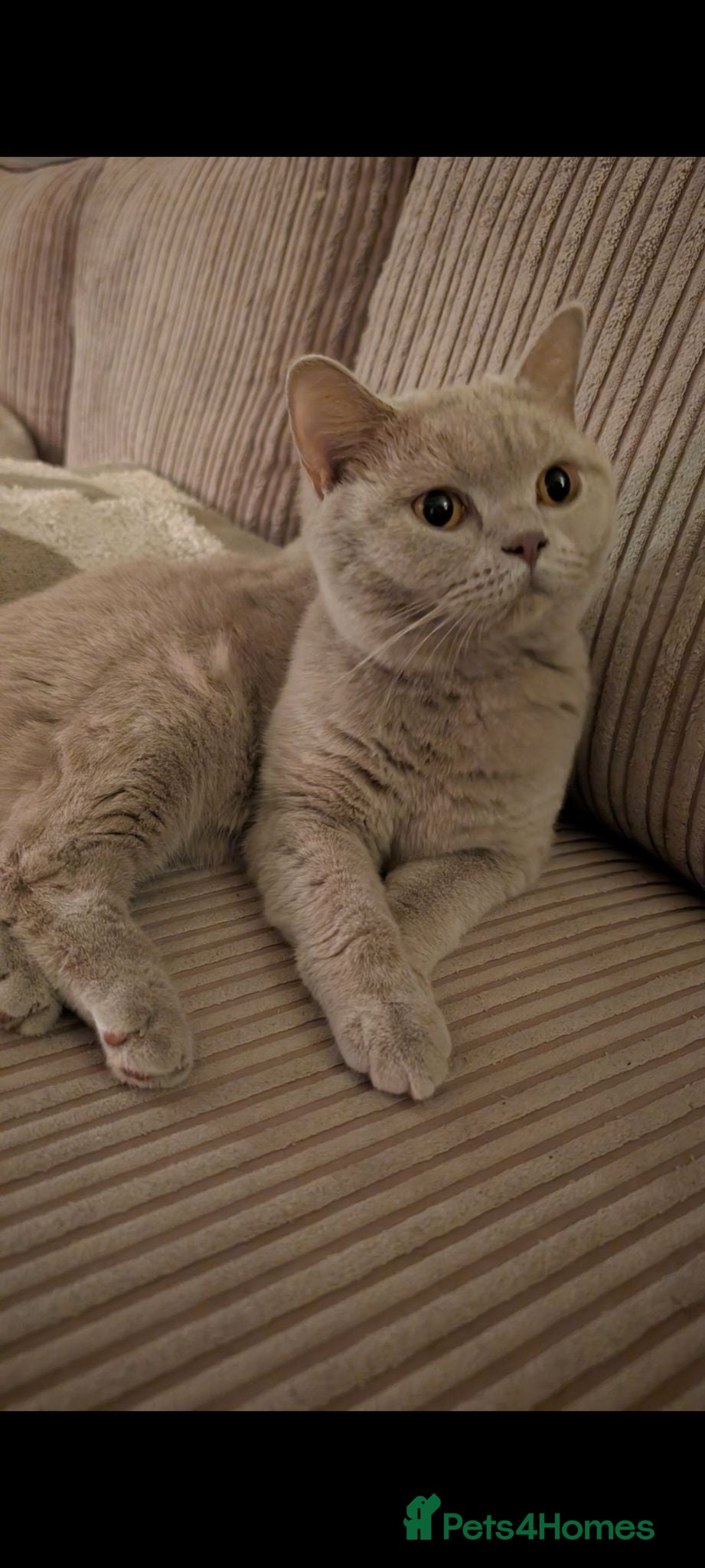 British Shorthair cats Lilac British shorthair kittens - Advert 1