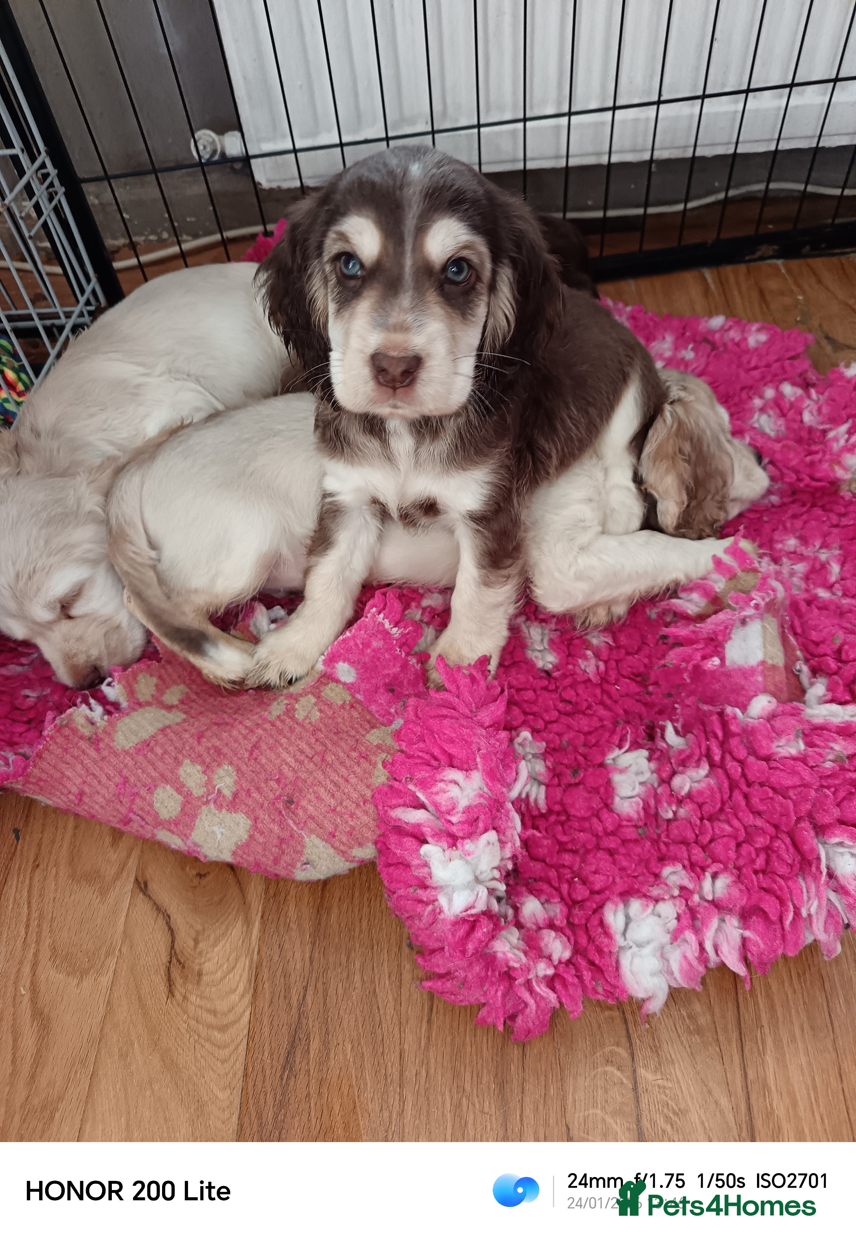 Cocker Spaniel dogs Show type Cocker Spaniel puppies - Advert 5