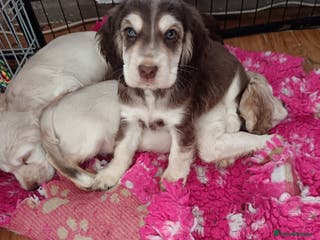 Cocker Spaniel dogs Show type Cocker Spaniel puppies - Advert 5