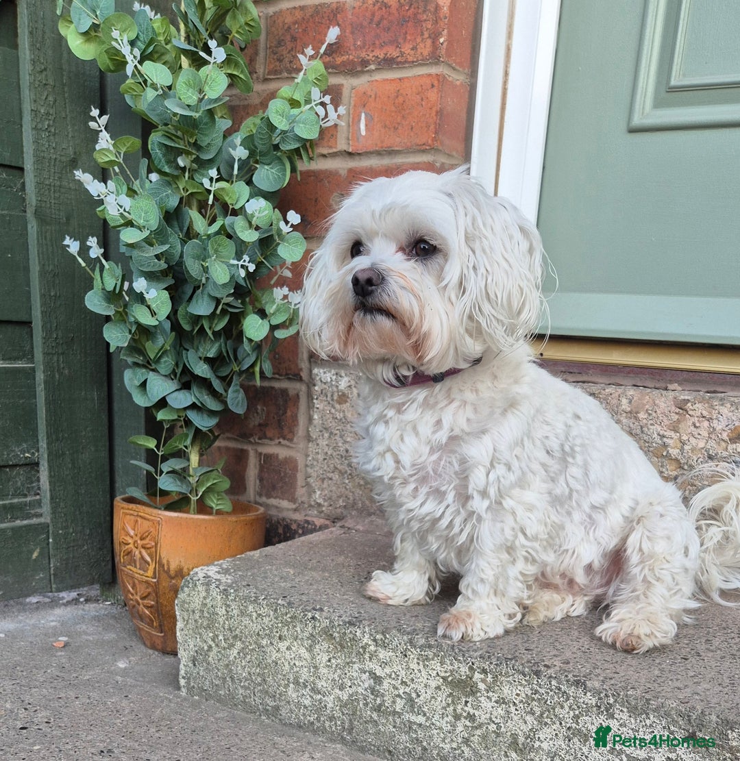 Maltese dogs for sale: Maltese  - Advert 2