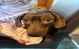 Dachshund dogs for sale: Adorable mini dachshund puppies for sale - Image 10