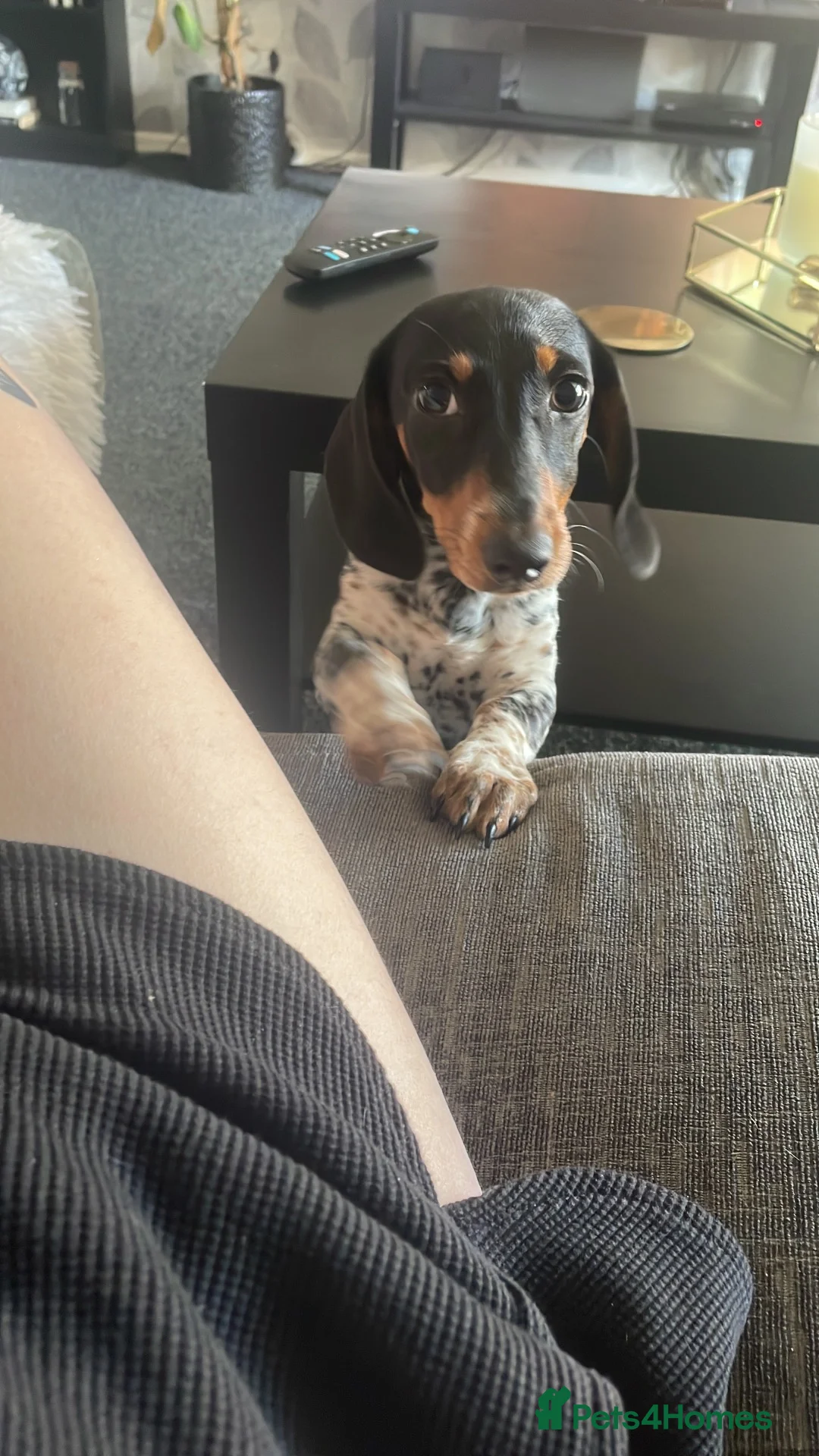 Miniature Dachshund dogs for sale: Rehoming 1 year old daschund  in Kidderminster - Advert 4