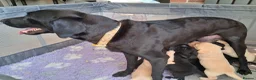 Labrador Retriever dogs for sale: KC reg HEALTH TESTED LAB PUPPIES - Advert 4