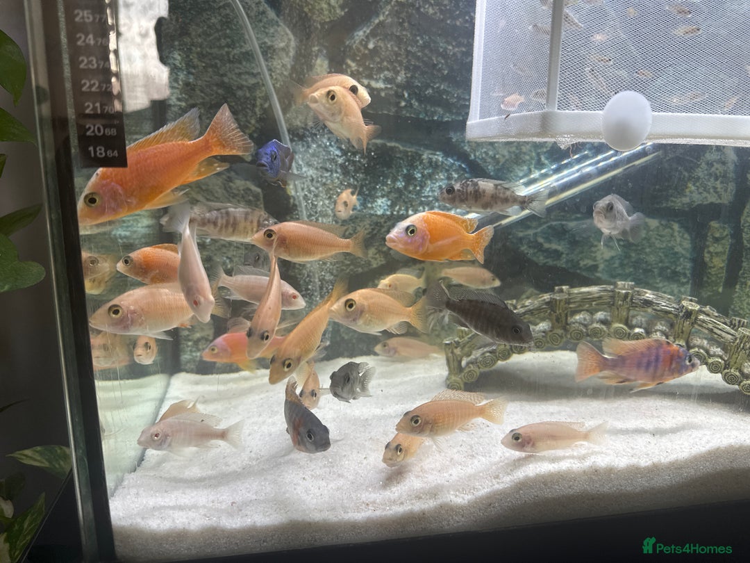 Cichlids fish for sale: Malawai cichlids  - Image 3