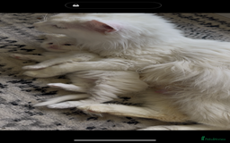 Maine Coon cats for sale: Russian TICA Maine Coon Boys! Amazing eyes! - Image 7