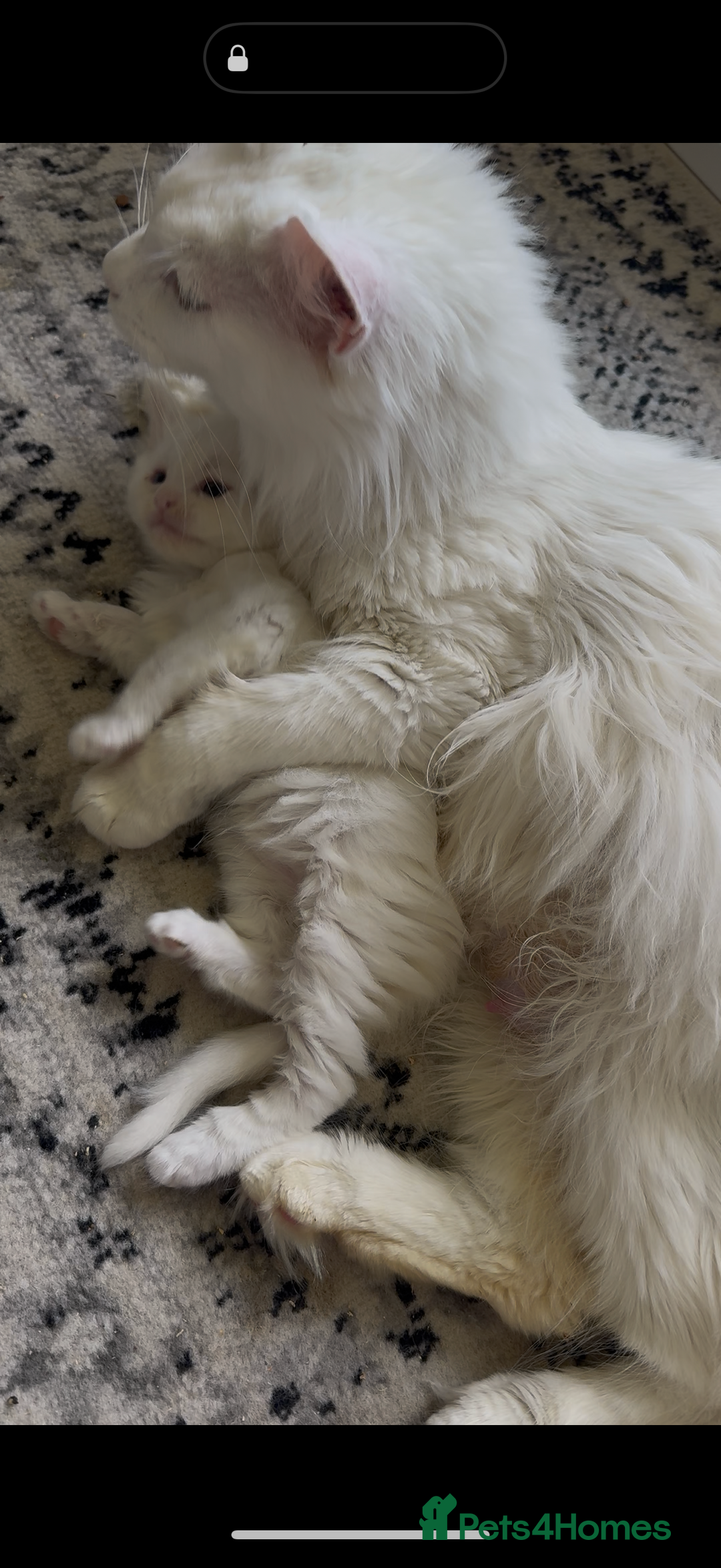 Maine Coon cats for sale: Russian TICA Maine Coon Boys! Amazing eyes! - Image 7