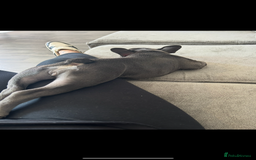 French Bulldog dogs for sale: Beautiful 7 month old blue French bulldog girl  - Image 8