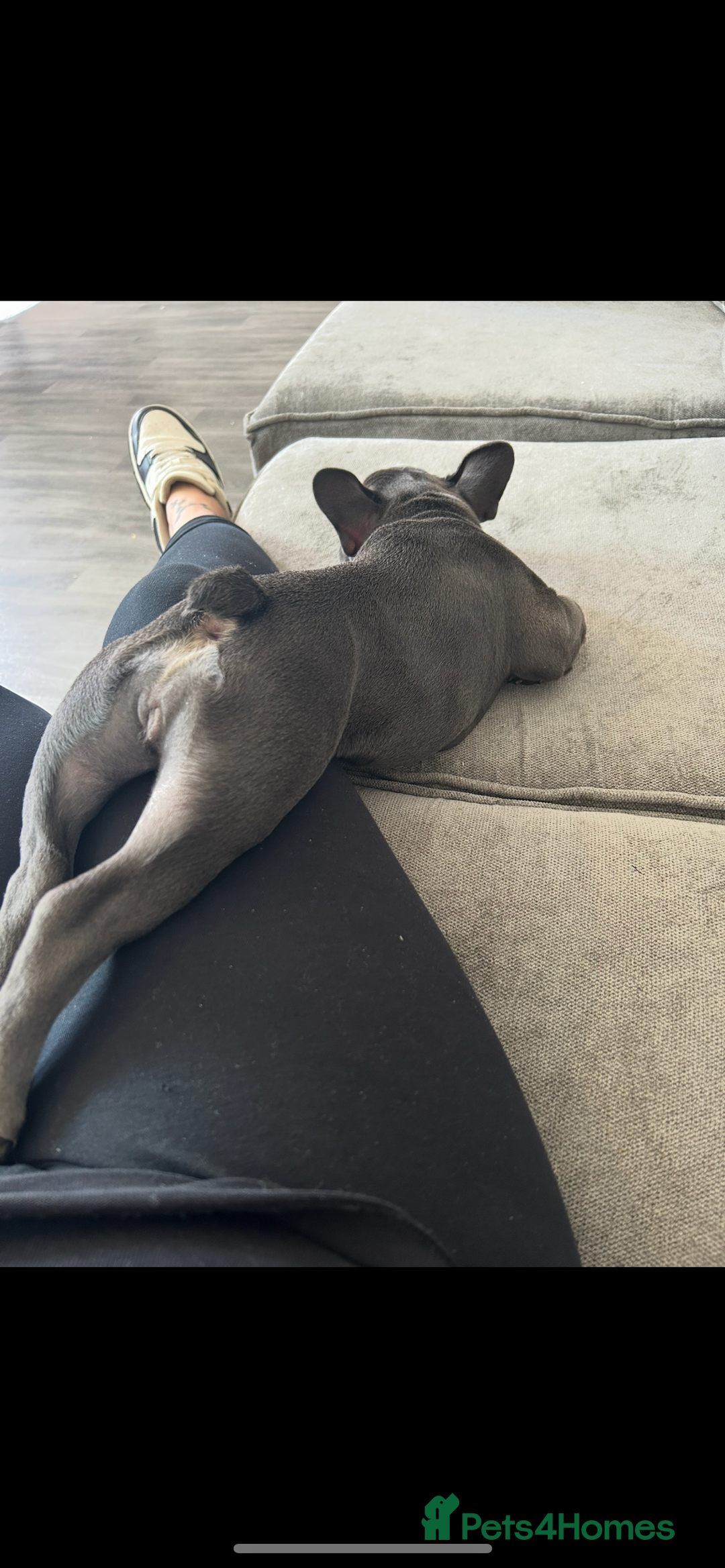 French Bulldog dogs for sale: Beautiful 7 month old blue French bulldog girl  - Image 8