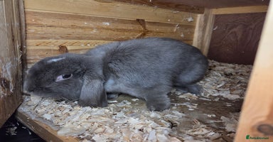 Mini Lop rabbits - Advert 7