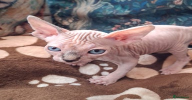 Sphynx cats Sphynx Kittens - Advert 9