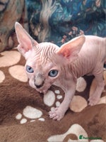 Sphynx cats Sphynx Kittens - Advert 9