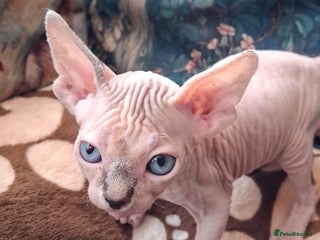 Sphynx cats Sphynx Kittens - Advert 5