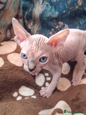 Sphynx cats Sphynx Kittens - Advert 1
