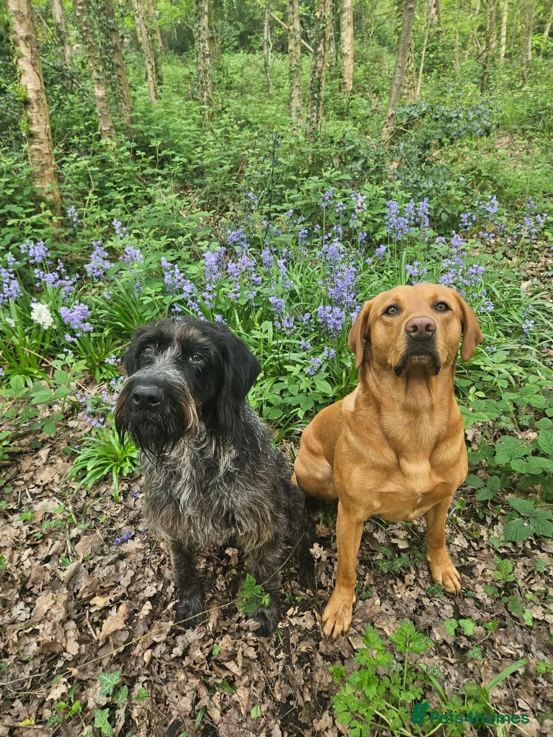 Labrador Retriever dogs for sale: Beautiful fox red Labrador pups 🐶  - Image 11