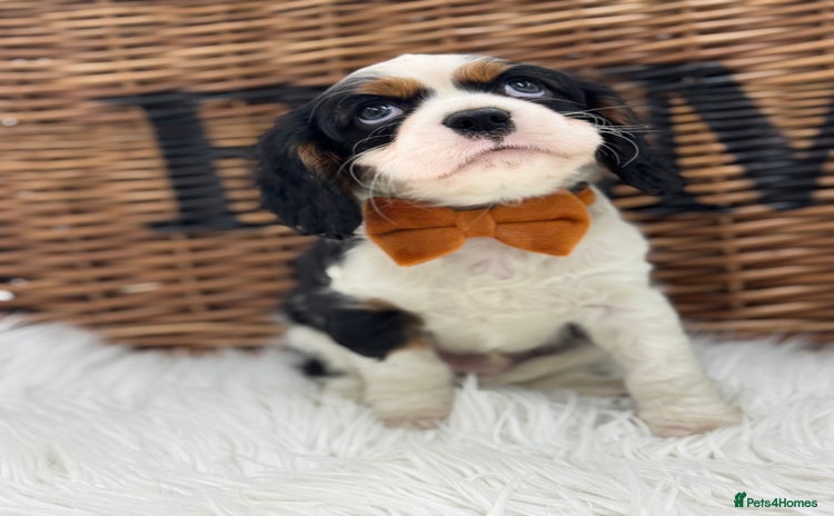 Cavalier King Charles Spaniel dogs - Advert 1