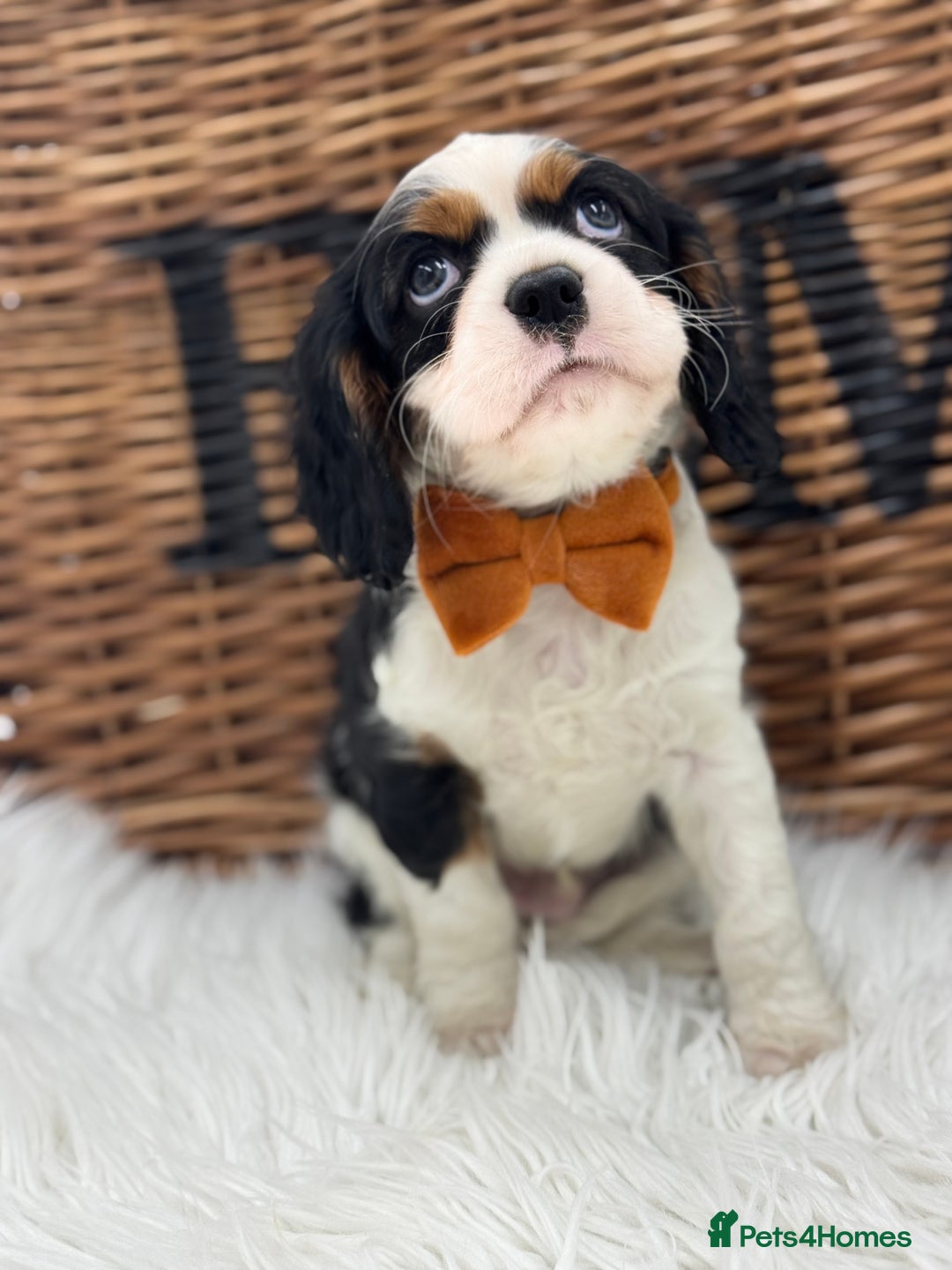 Cavalier King Charles Spaniel dogs for sale: Exstensively Health Tested Cavalier King Charle - Image 1