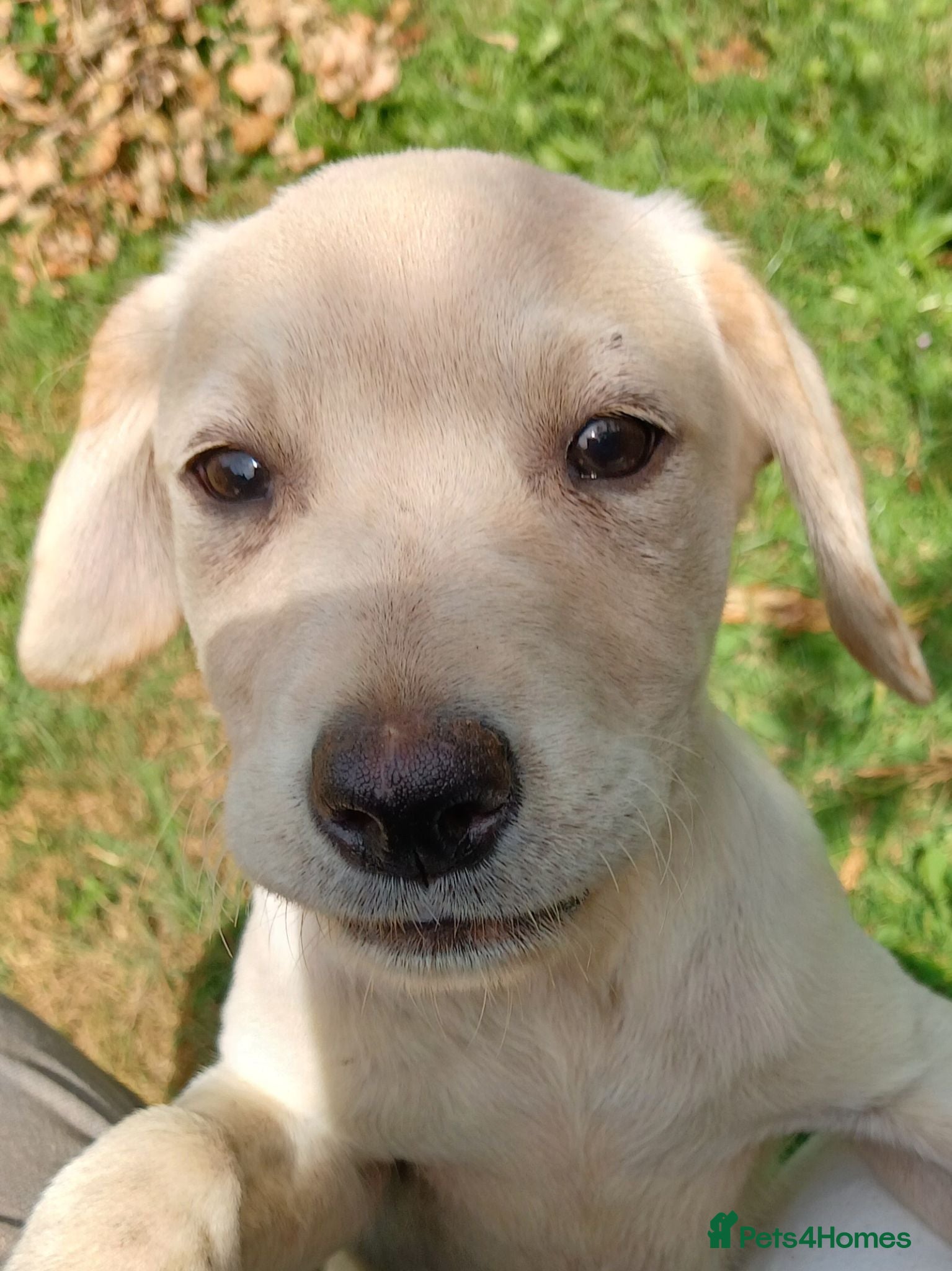 Labrador Retriever dogs Gorgeous yellow labrador puppies - Advert 2