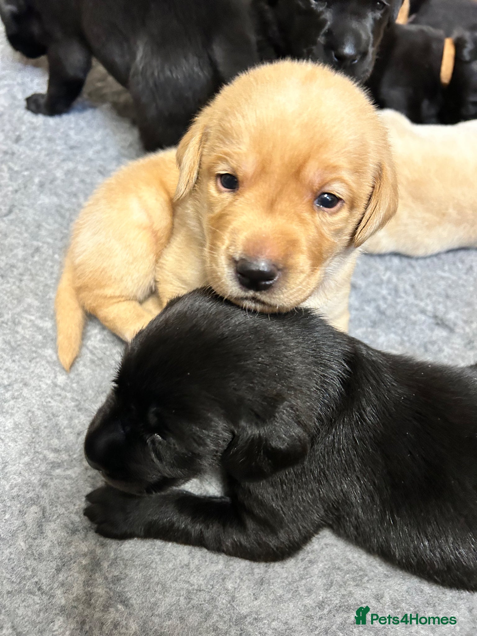 Labrador Retriever dogs Gorgeous Litter of Labrador puppies - Advert 1