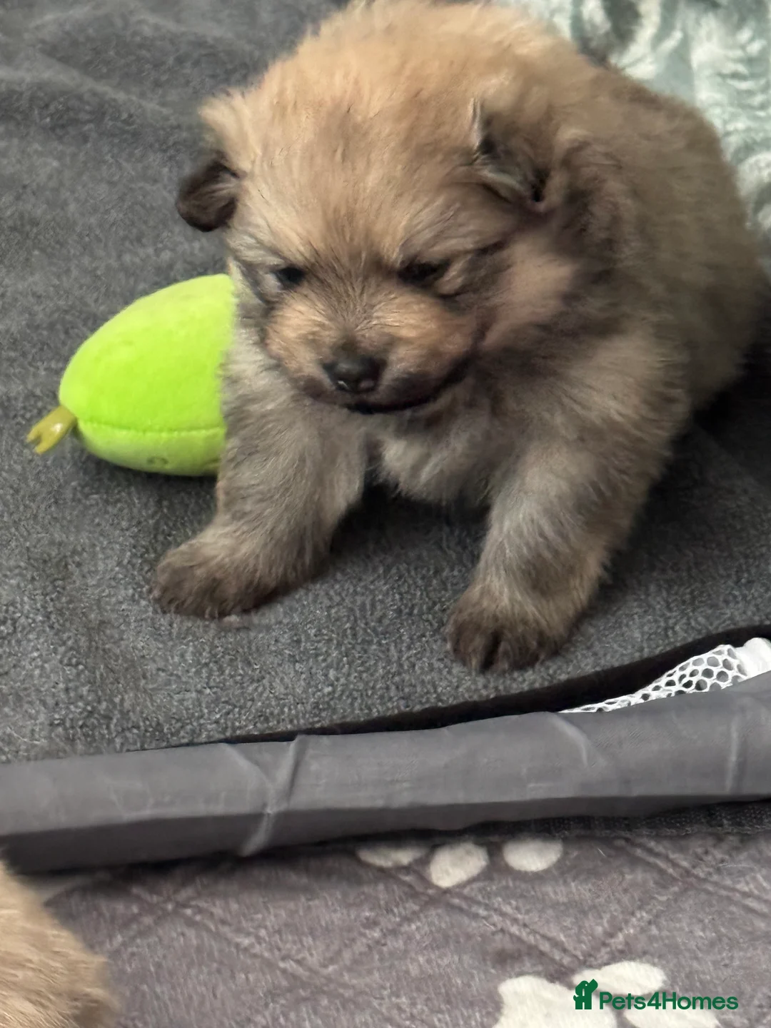 Pomeranian dogs for sale: Five beautiful fluffy Pomeranian puppies  - Advert 2