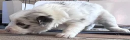 Border Collie dogs for sale: Border collie slate merle and blue or lilac pups in Grantham - Advert 6
