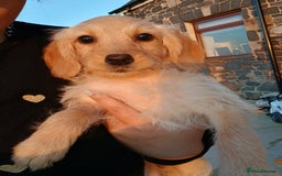 Labradoodle dogs for sale: Labradoodle pups for sale - Image 2