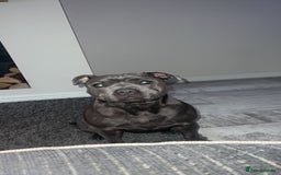 Staffordshire Bull Terrier dogs for sale: Staffordshire Bull Terrier pups - Image 6