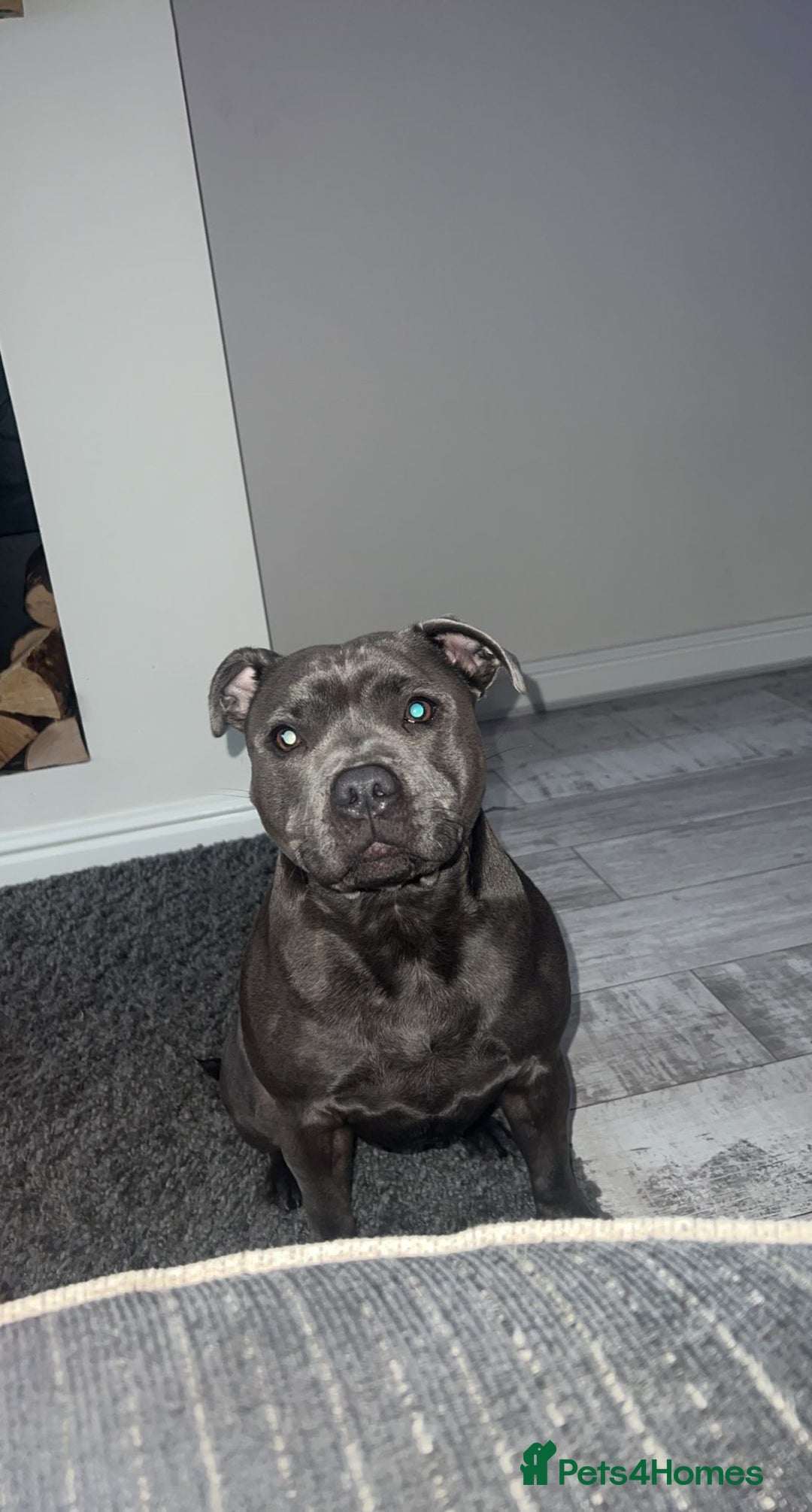 Staffordshire Bull Terrier dogs for sale: Staffordshire Bull Terrier pups - Image 6