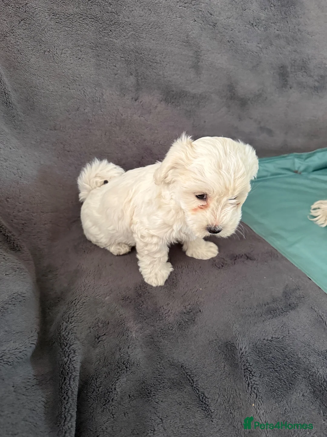 Bichon Frise dogs for sale: 5 bichons frise for sale - Advert 2