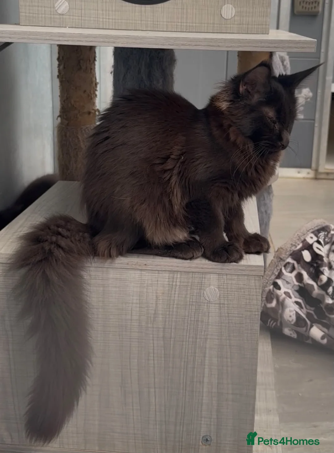 Maine Coon cats for sale: Beautiful maine coon girl in need new home - Advert 5