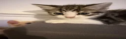 Scottish Fold cats for sale: Adorable kittens - Advert 18