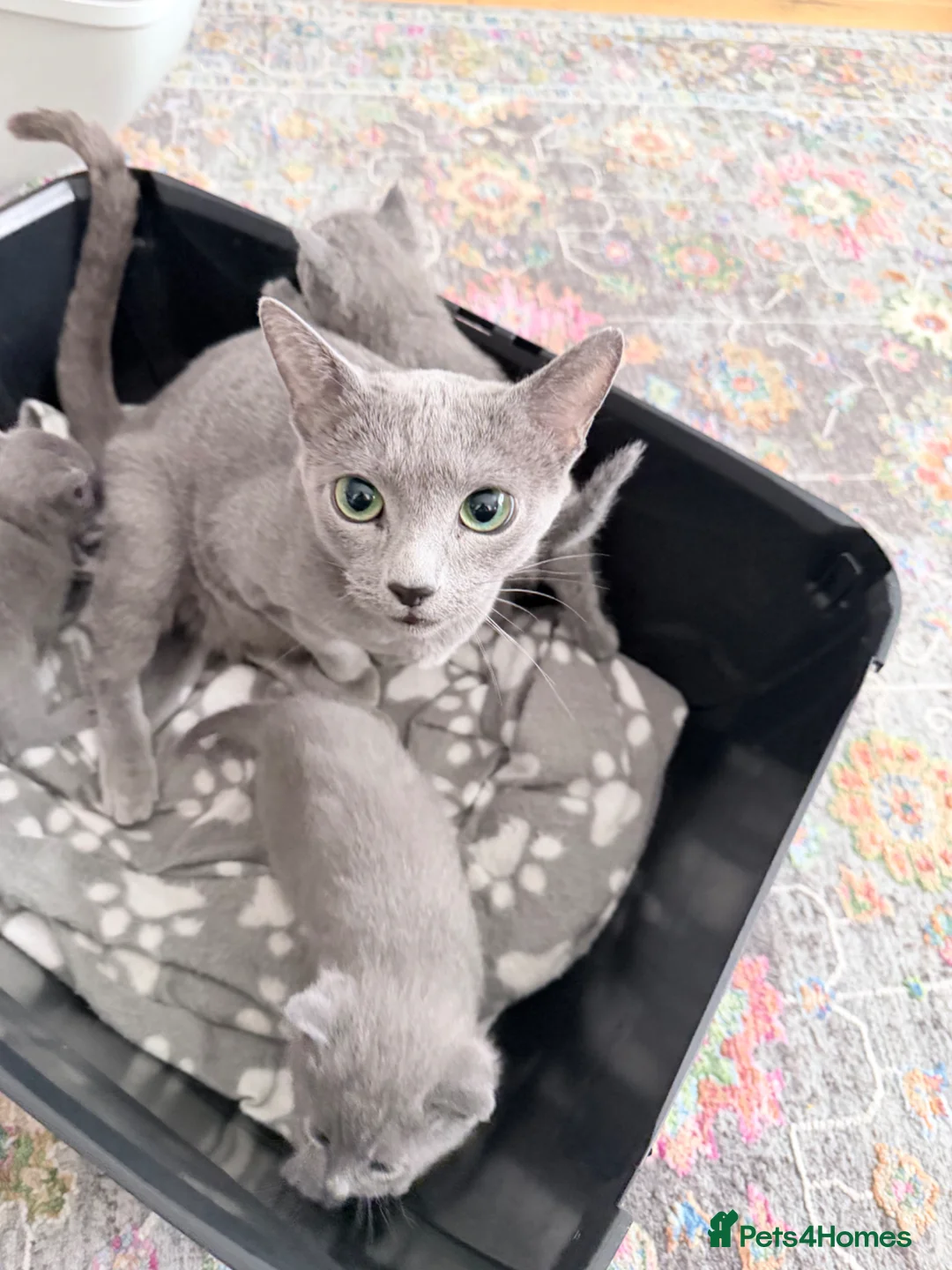 Russian Blue cats for sale: Adorable Russian blue kitten champion bloodline - Advert 1