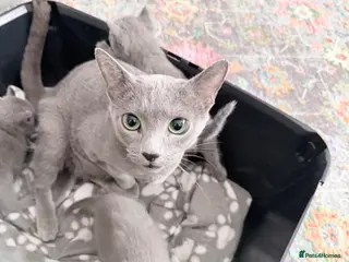 Russian Blue cats Adorable Russian blue kitten champion bloodline - Advert 4