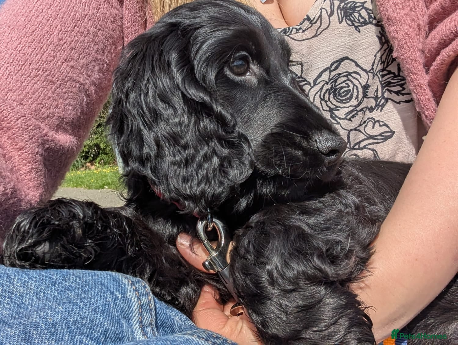Cocker Spaniel dogs Reduced KC Male Health Tested Show Cocker Spaniel - Advert 10