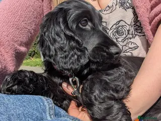 Cocker Spaniel dogs Reduced KC Male Health Tested Show Cocker Spaniel - Advert 10