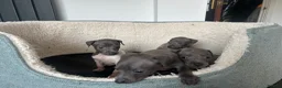 Italian Greyhound dogs for sale: 3 girls 1 boy available  - Advert 5