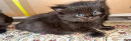 Mixed Breed cats for sale: 2 MALE BLACK LONG HAIRED FLUFFY KITTENS LEFT💘 - Advert 6
