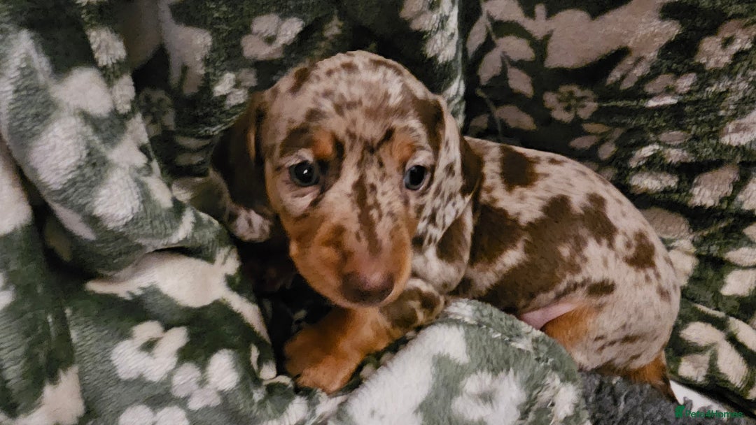 Miniature Dachshund dogs for sale: Two Beautiful Boys - Advert 10