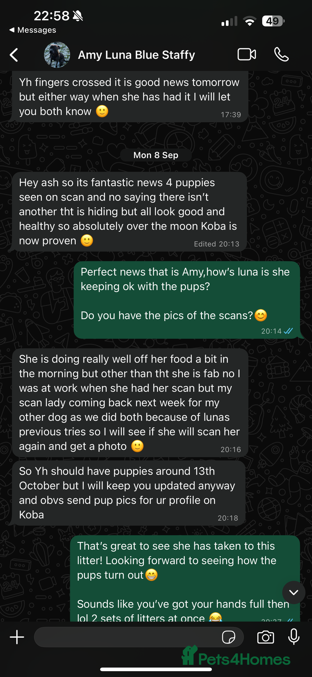 Staffordshire Bull Terrier dogs for stud: Blue Staff KC registered  “Koba” stud  in Swadlincote - Advert 12