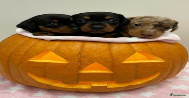 Miniature Dachshund dogs - Advert 8